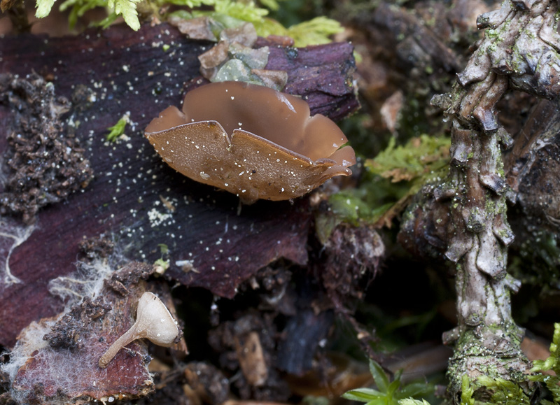 Ciboria rufofusca